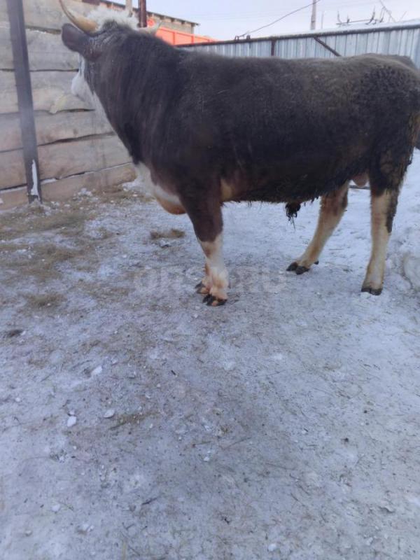 Продам быка на мясо или племя - Орск