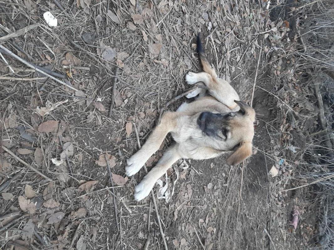 Щенки 6 месяцев, девочка стерилизована,  кобелек,  величиной средние, коммуникабельные,  ласковые, и - Орск