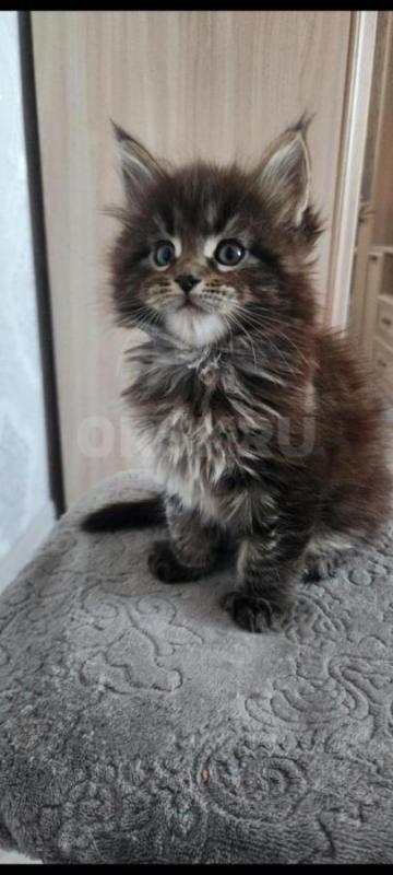 Отдам даром два котёнка Мэйкун срочно так как нужно ложиться в больницу
Только в любищие руки - Орск