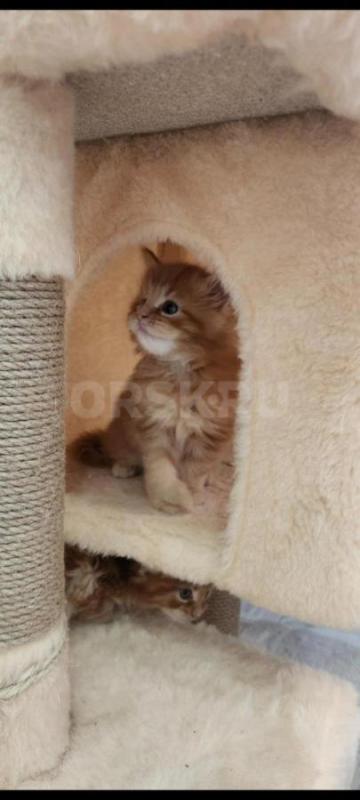 Отдам даром два котёнка Мэйкун срочно так как нужно ложиться в больницу
Только в любищие руки - Орск