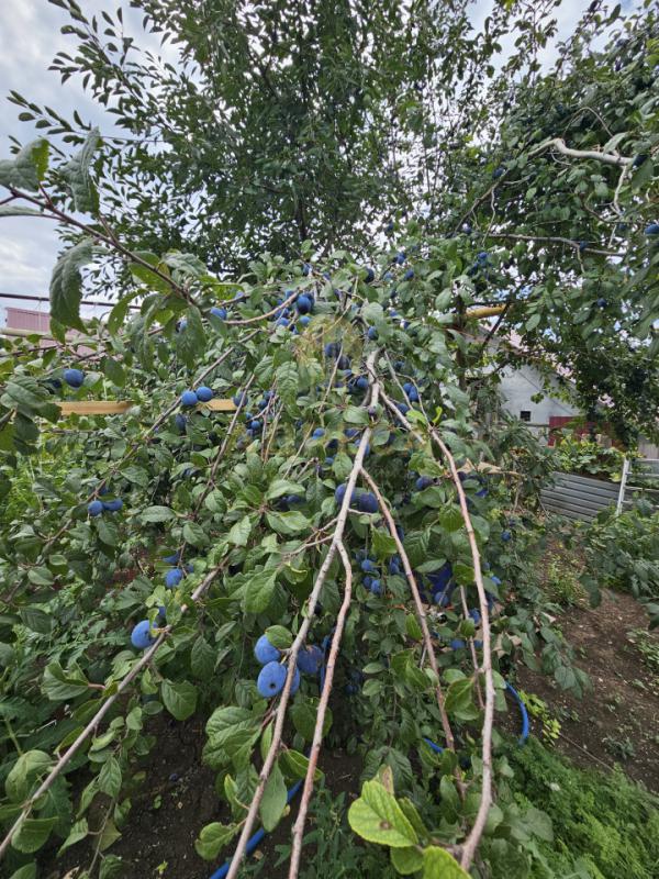 Пpодам дом 56.8 кв. - Оренбург