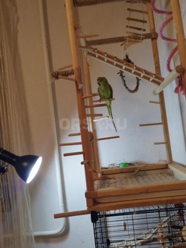 Продам ожерелового попугая, 6.5 месяцев - 15000. - Орск