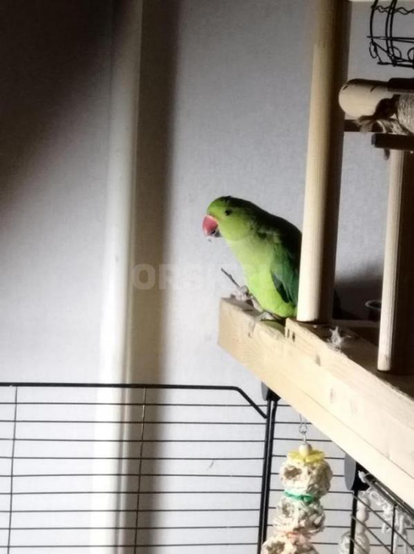 Продам ожерелового попугая, 6.5 месяцев - 15000. - Орск
