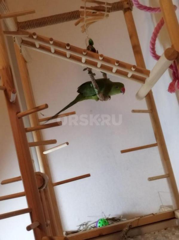 Продам ожерелового попугая, 6.5 месяцев - 15000. - Орск