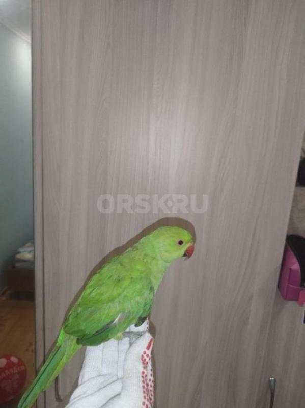 Продам ожерелового попугая, 6.5 месяцев - 15000. - Орск