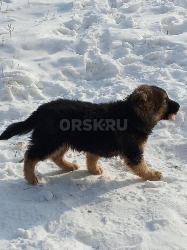 Щенки ищут добрых хозяев. - Орск