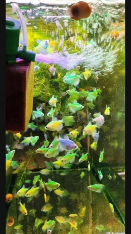 Рыбки. - Орск