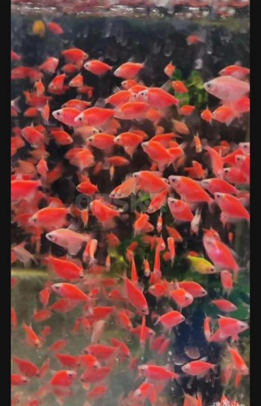 Рыбки. - Орск