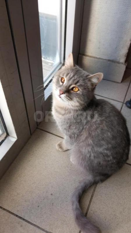 Котик найден на улице с примёрзшей лапкой. - Орск