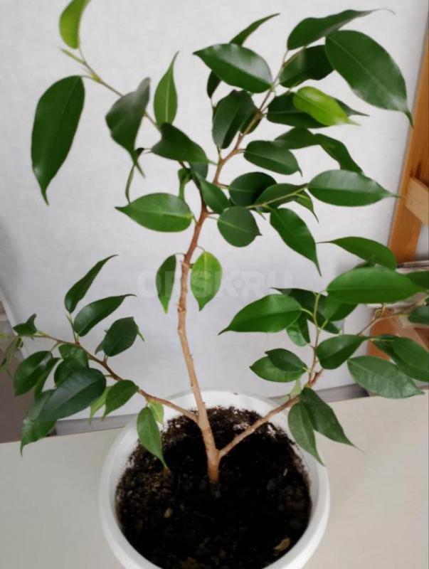 Продам комнатные растения-  каланхоэ декоративный и лечебный, сансевиерию, фиалки, фикус мелколистны - Орск