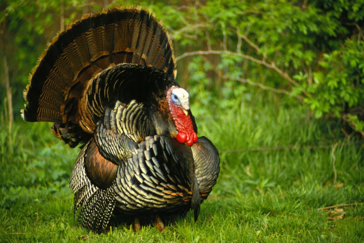 Зерномакс
сахар 50 кг/ 25 кг / 10 кг/ 5 кг – 3400 руб./1750 руб./730 руб./390 руб. - Гай