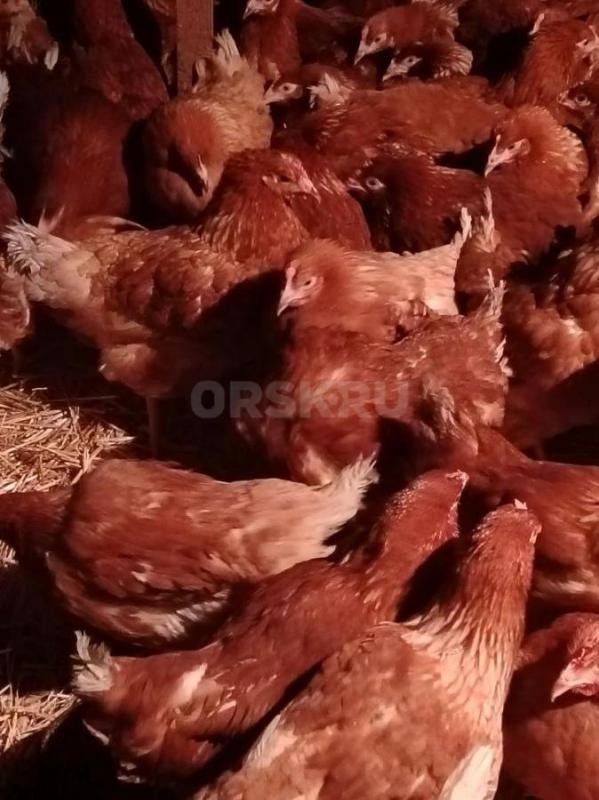 Куры несушки 5,5 мес, начинают нестись Ломан Браун, рыжие. - Орск