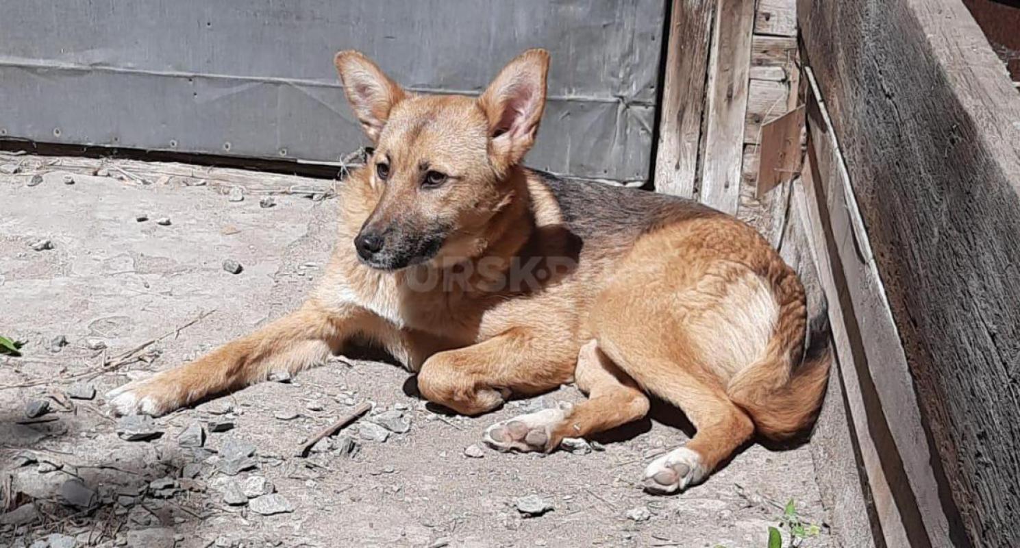 Собака  ищет дом и надежную семью . - Орск