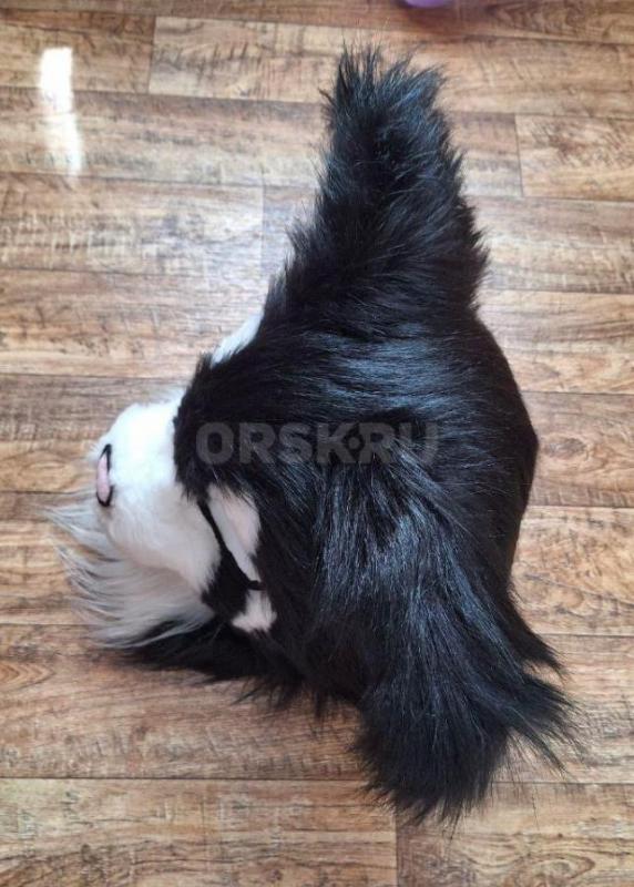 Фурсьют (Фурхед) кошки в отличном состоянии. - Орск