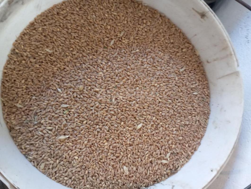 Продам пшеничные зерно отходы 10 мешков по 350₽. - Орск