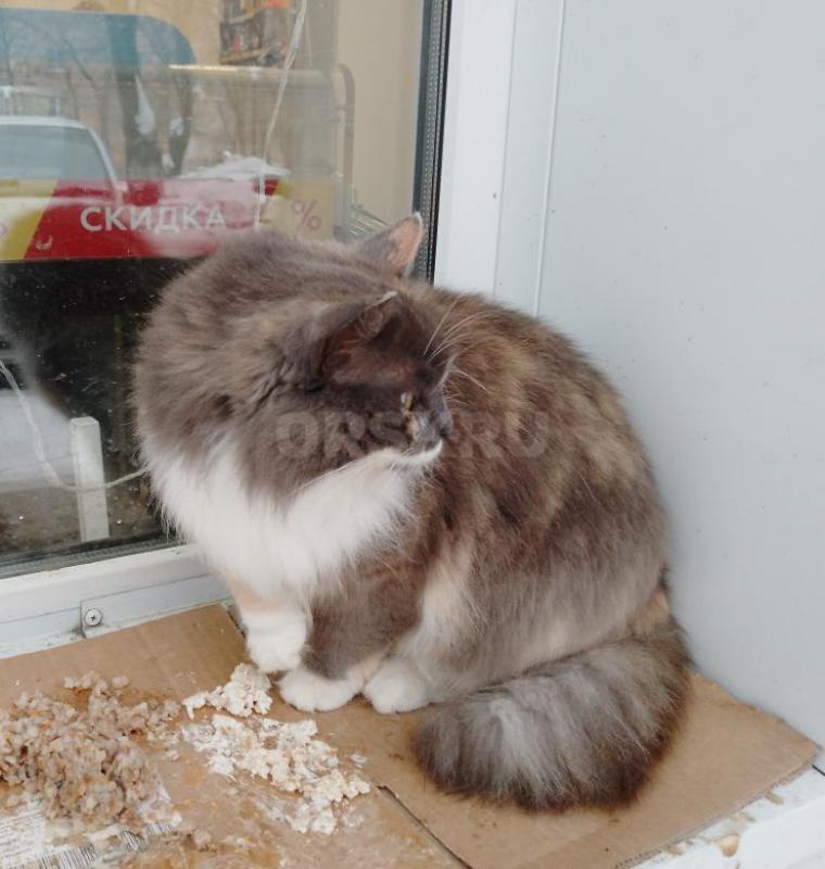 Девочка, молодая, очень  красивая, на улице. - Орск