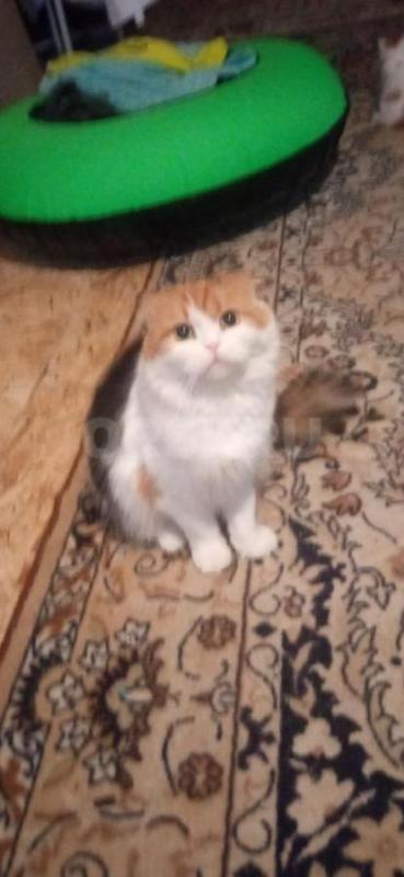 Продам шотландских вислоухих котят. - Орск