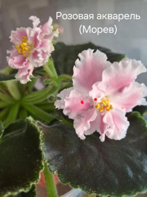 Продам детки и листовые черенки сортовых фиалок. - Орск