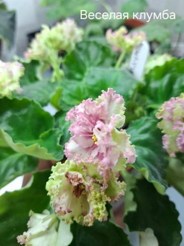 Продам детки и листовые черенки сортовых фиалок. - Орск