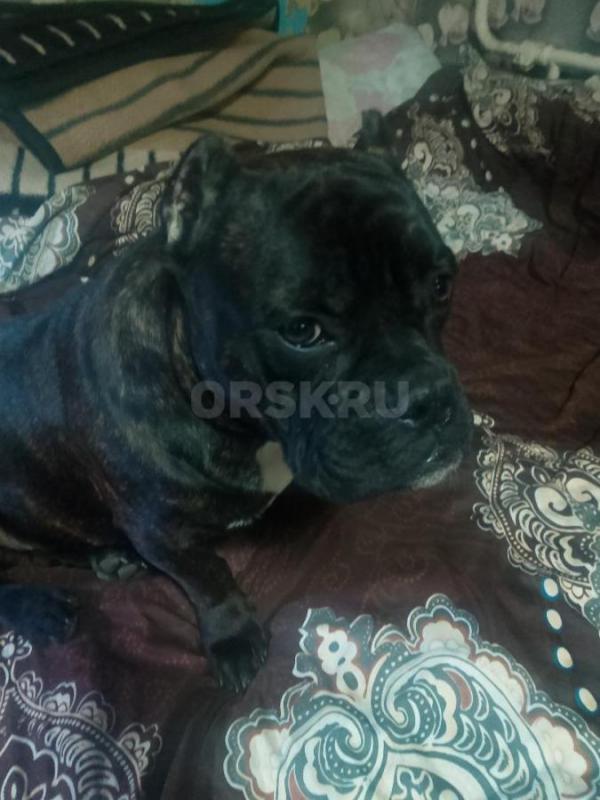 Продам щенка Американского Булли 6 месяцев (кабель). - Орск