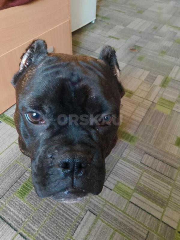 Продам щенка Американского Булли 6 месяцев (кабель). - Орск