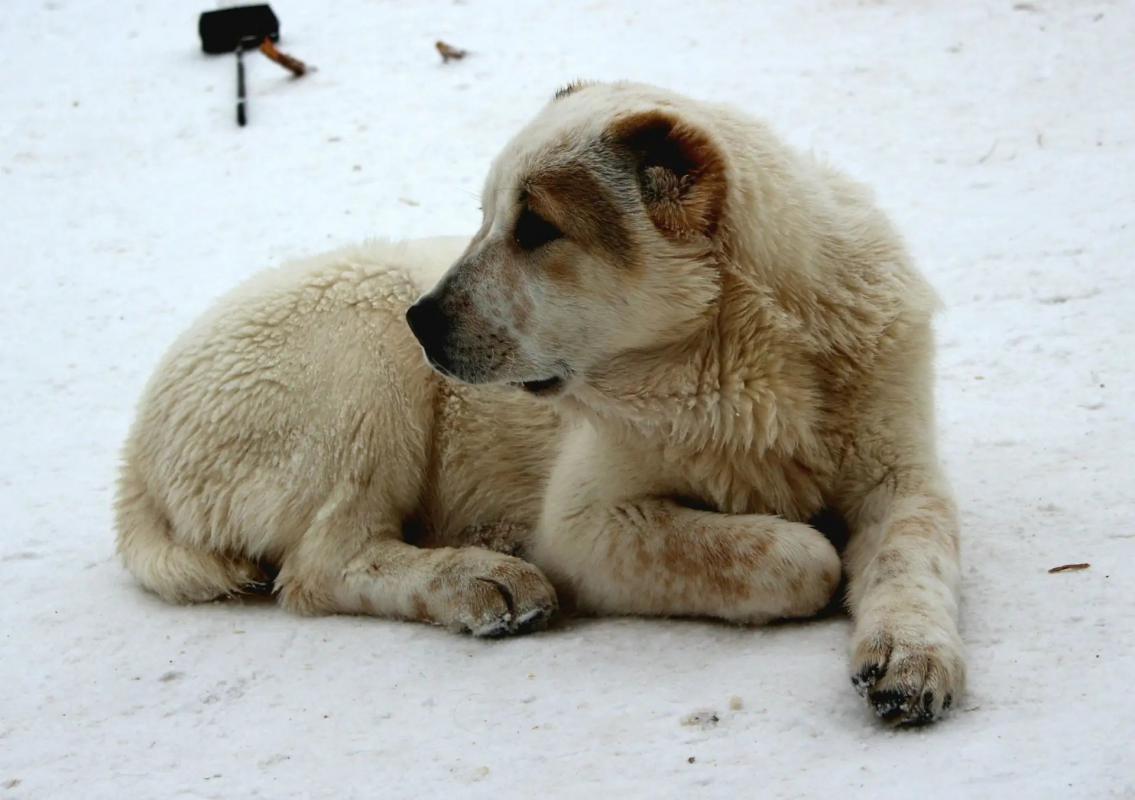 Щенки Алабая,из профессионального питомника   крепкие, породные, привиты, документы РКФ. - Новотроицк