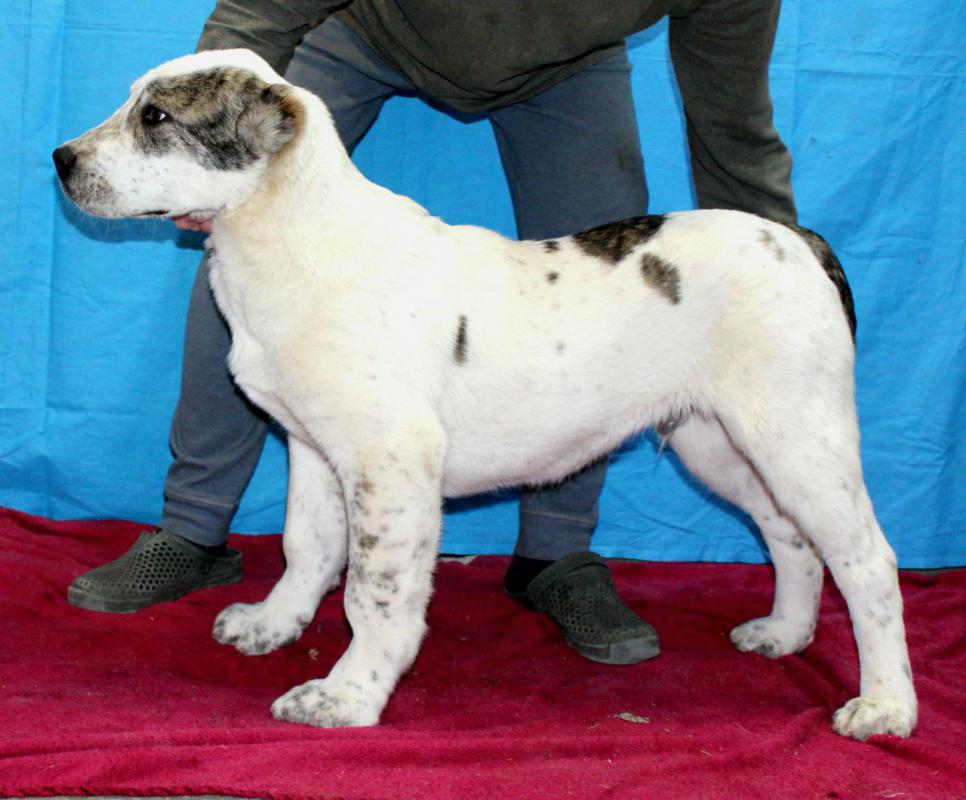 Щенки Алабая,из профессионального питомника   крепкие, породные, привиты, документы РКФ. - Новотроицк