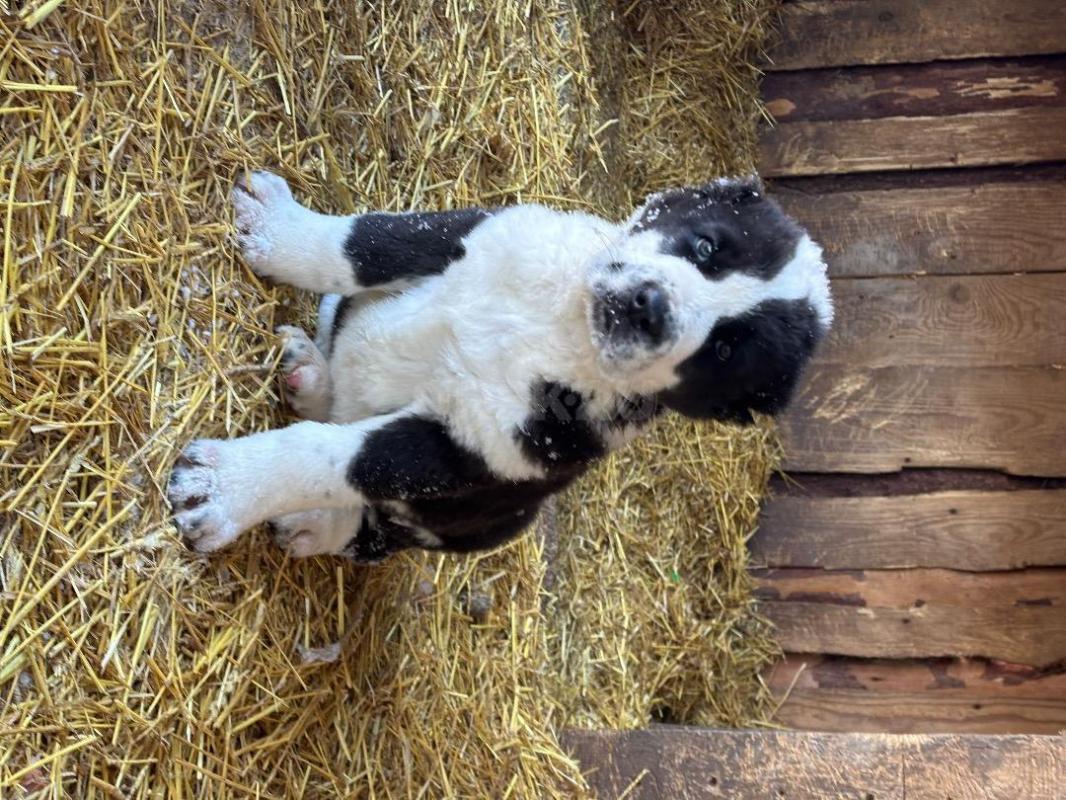 Питомник предлагает щенков сао(алабай) от крупных, титулованых родителей. - Орск