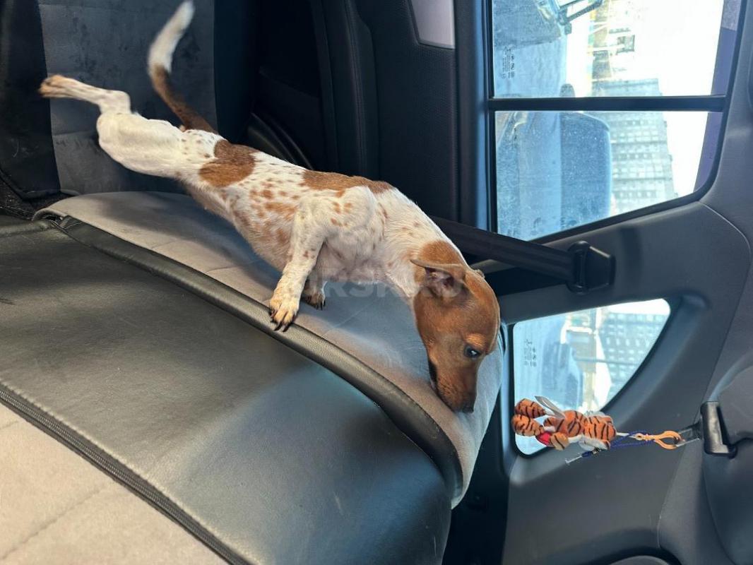 Нашли собачку-девочку на вид джек рассел-терьер, на улице Ялтинской 94 (рядом поселок Звездный), бег - Орск