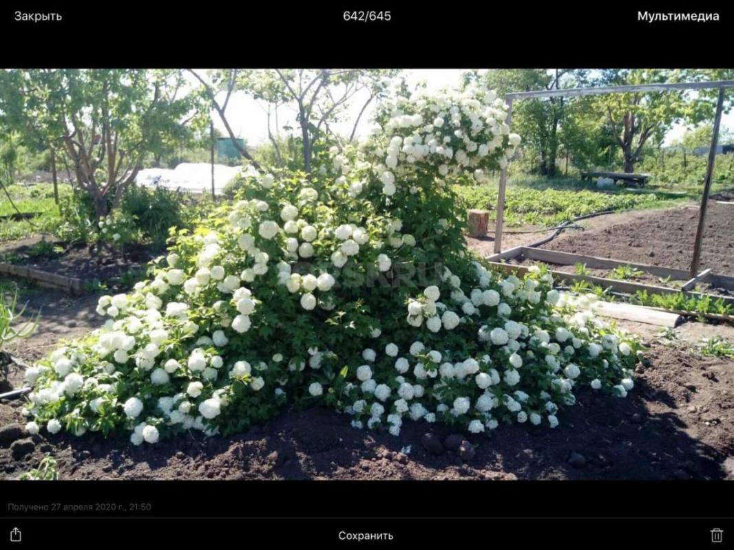 Саженцы калины бульденеж
Фото реальные

Также есть саженцы:

Шелковица белая и черная 600₽
Кры - Орск