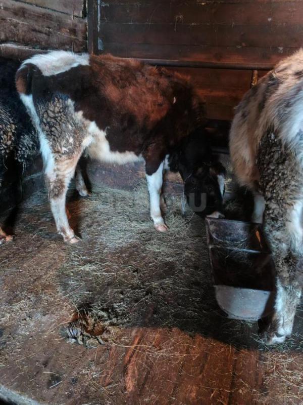 Продам телок - Новоорск