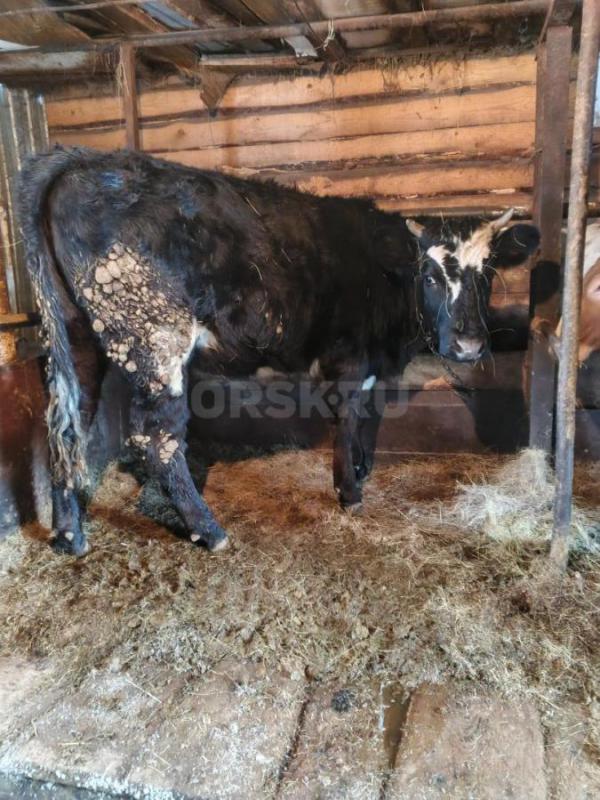 Продам телок - Новоорск