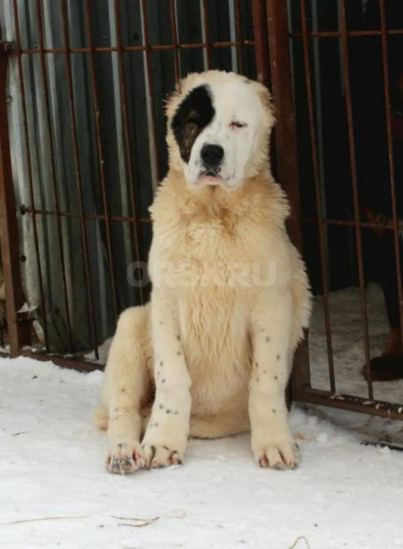 Щенки Алабая из профессионального питомника с отличной родословной, крепкие, породные, с документами - Орск