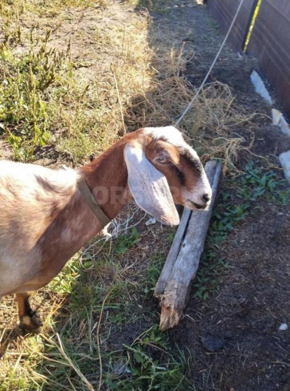 Козы Нубо-камори и нубийская  два и три года. - Орск