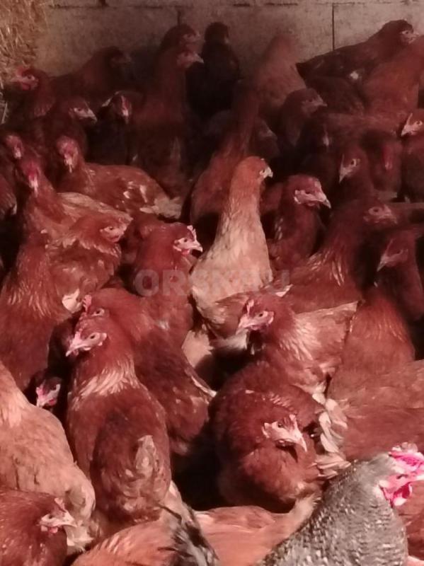 В продаже куры несушки Ломан Браун 4,5 мес - 550р,Ломан Браун 6 месяцев начали нестись - 600р,Ломан - Орск