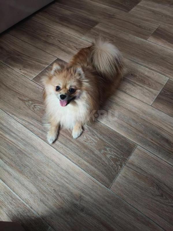 Продам мини померанского шпица девочка. - Орск