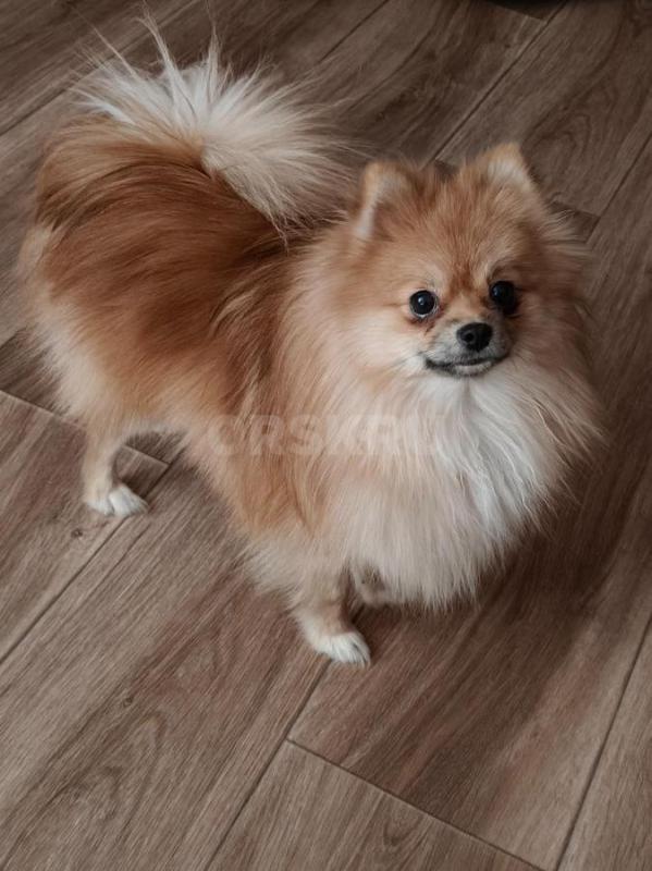 Продам мини померанского шпица девочка. - Орск