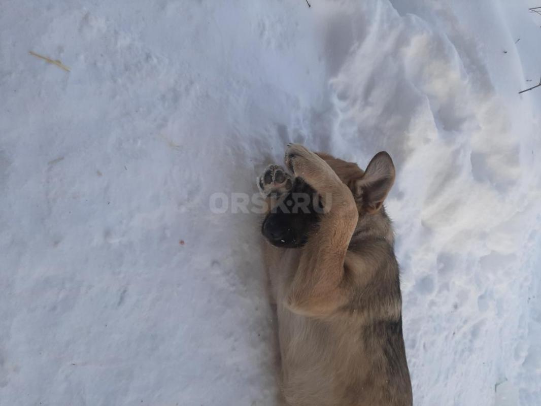Два щенка кобелек и стерилизованная девочка- 8 месяцев, кобелек величиной довольно большой, девочка - Орск
