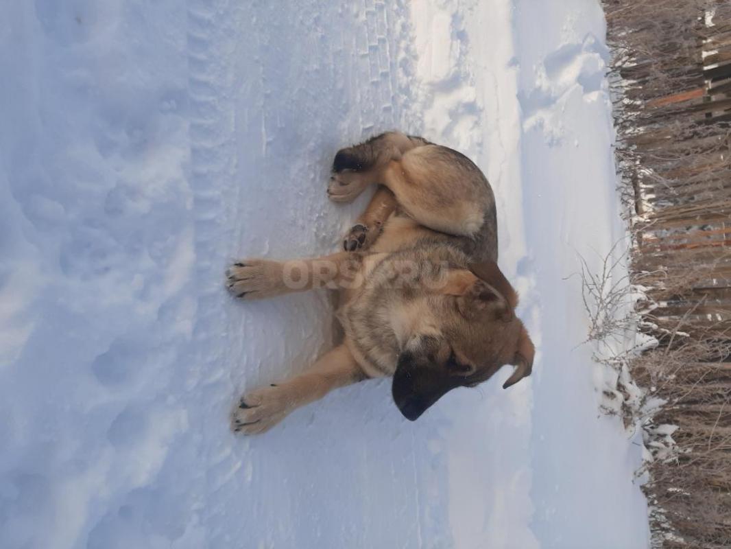 Два щенка кобелек и стерилизованная девочка- 8 месяцев, кобелек величиной довольно большой, девочка - Орск