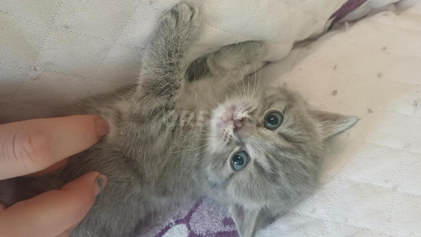 Отдам котят в хорошие руки . 2 мальчика и 2 девочки . - Орск