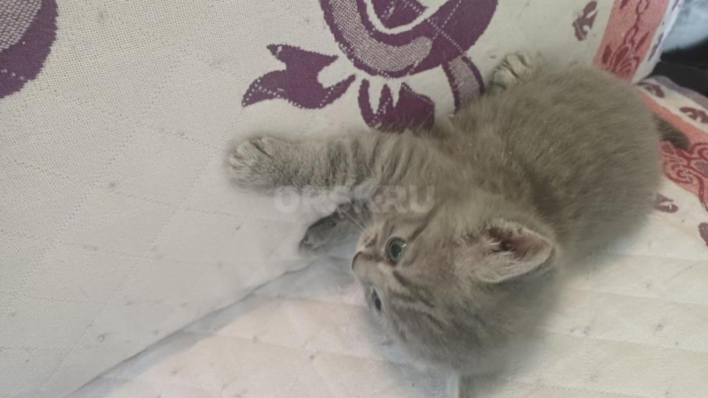 Отдам котят в хорошие руки . 2 мальчика и 2 девочки . - Орск