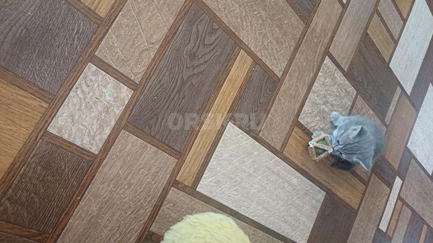 Отдам котят в хорошие руки . 2 мальчика и 2 девочки . - Орск