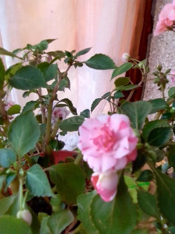 бальзамин махровый  темно-малиновый  каждый в стаканчике  толстянку в кашпо -150руб ахименес сиренев - Орск