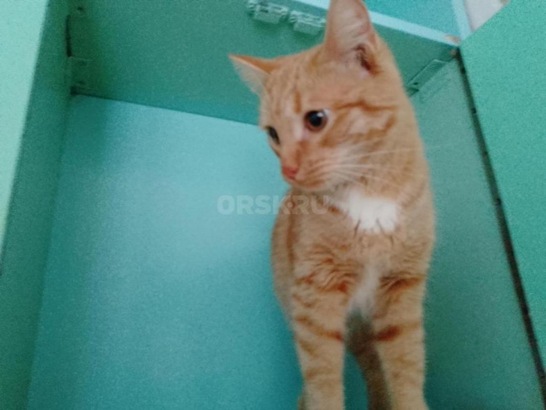 Найден малыш, ему 5 месяцев. - Орск