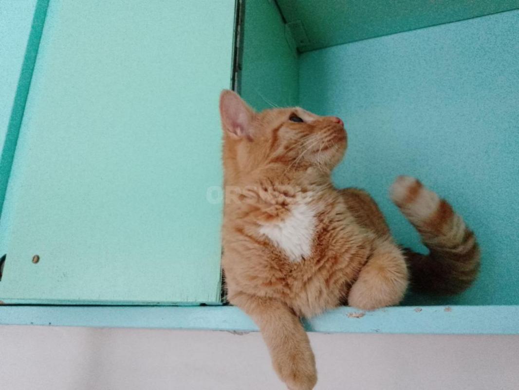 Найден малыш, ему 5 месяцев. - Орск