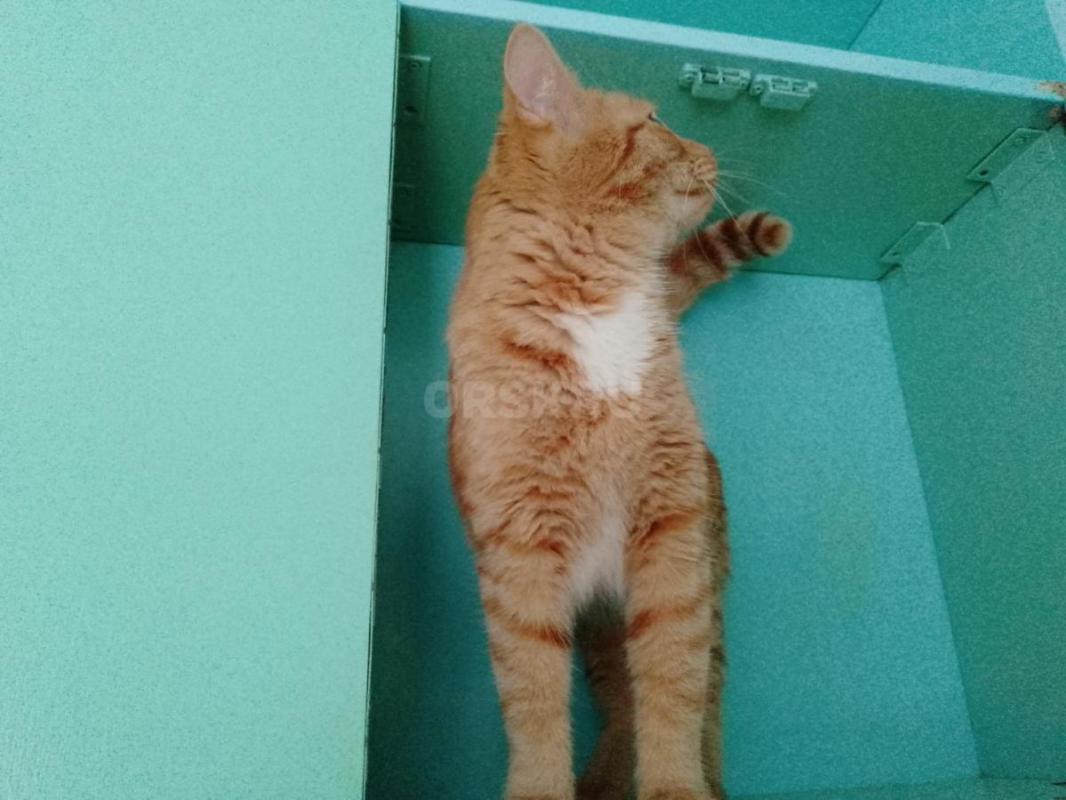 Найден малыш, ему 5 месяцев. - Орск