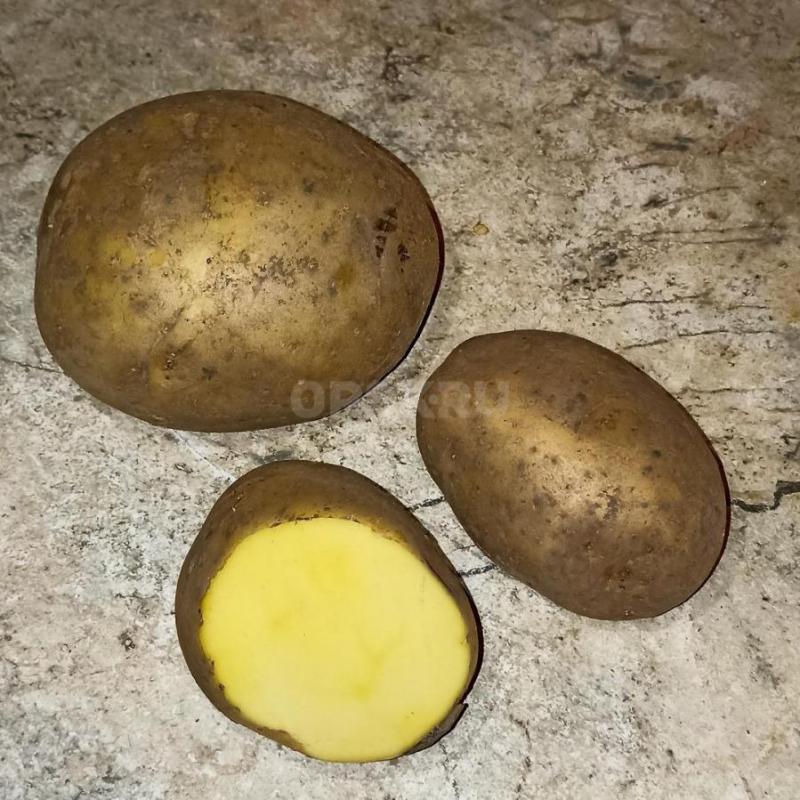 Продам картофель 60р. - Орск