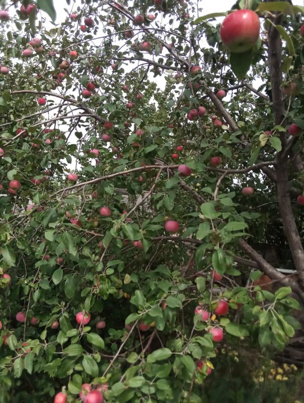 Продается сад вашей мечты: 6 соток уюта и богатого урожая! - Орск