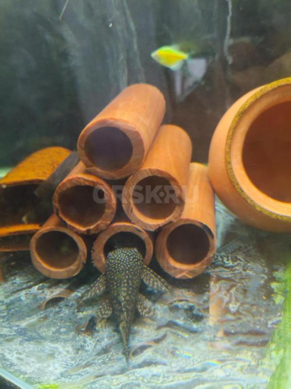 Трубки для сомиков и креветок  из натурального дерева. - Орск