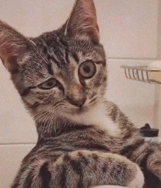 ПРОДАЕТСЯ ЛАДА ВЕСТА 2020года (С НАДЕЖНЕЙШЕЙ СВЯЗКОЙ - ЦЕПНЫМ ДВИГАТЕЛЕМ РЕНО Н4М+АВТОМАТИЧЕСКАЯ КОР - Орск